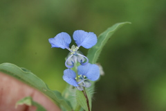 Commelina forskalaei